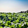 Soybean Field In Sun Pixabay Die9ov