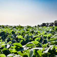 Soybean Field In Sun Pixabay Die9ov