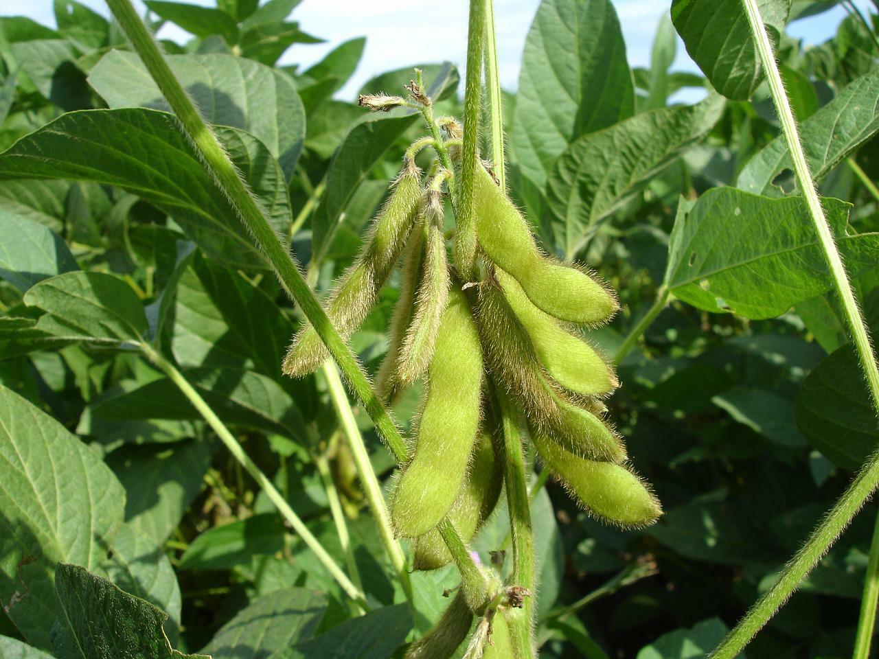 Soybean Pods On Plant