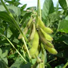 Soybean Pods On Plant