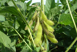 Soybean Pods On Plant