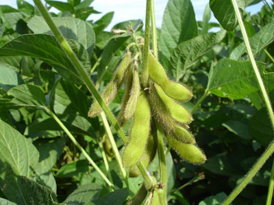 Soybean Pods On Plant