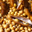 Soybeans And Pods