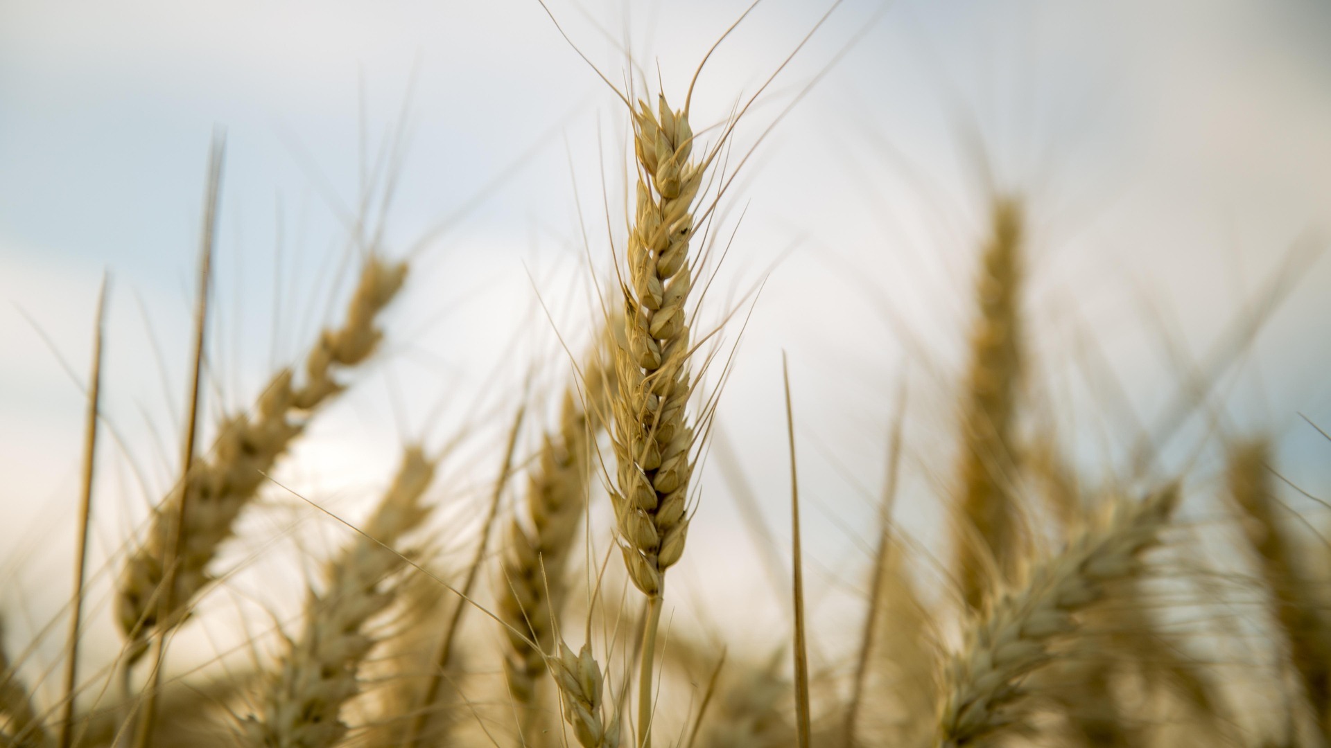 T T Wheat 867687 1920