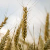 T T Wheat 867687 1920