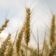 T T Wheat 867687 1920