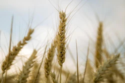 T T Wheat 867687 1920