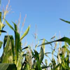Tdahl Cornfield 2685412 1920