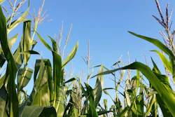 Tdahl Cornfield 2685412 1920