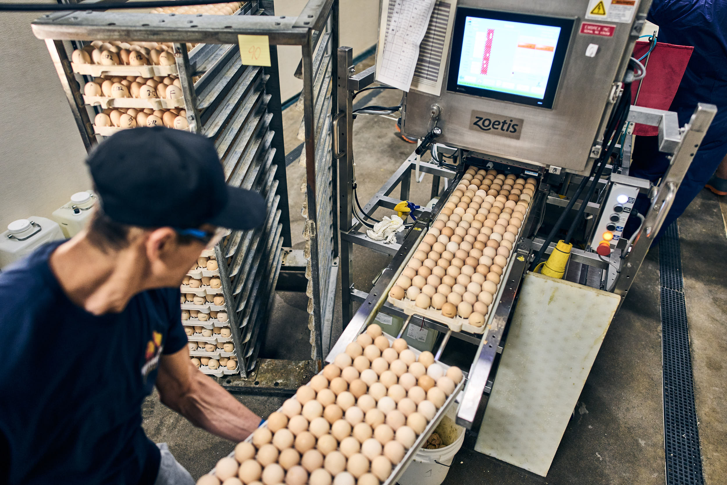 Worker managing egg trays at automated Zoetis incubation facility with digital monitoring system