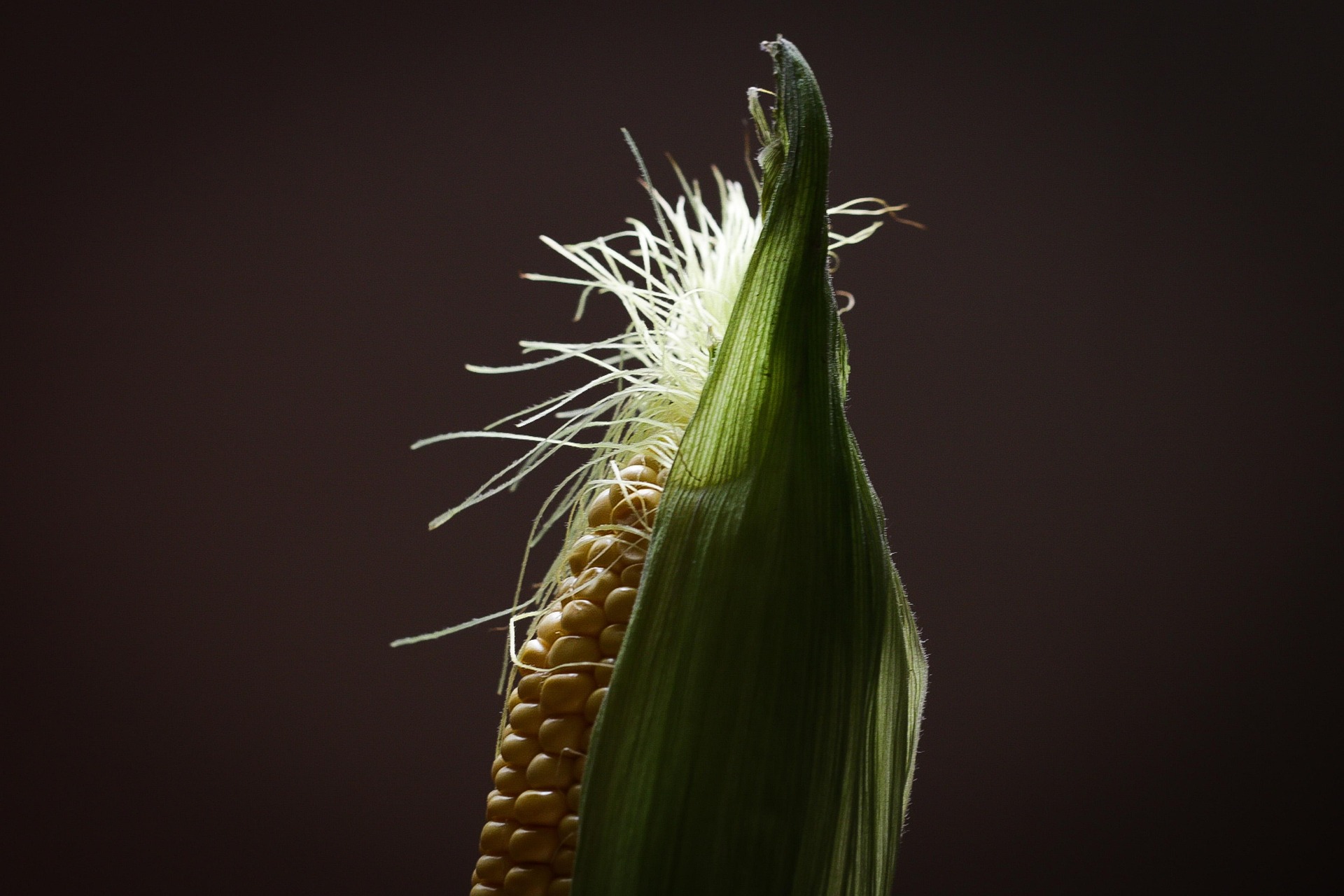 Adrianzurenov Corn 6143636 1920