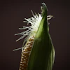 Adrianzurenov Corn 6143636 1920