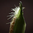 Adrianzurenov Corn 6143636 1920