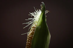 Adrianzurenov Corn 6143636 1920