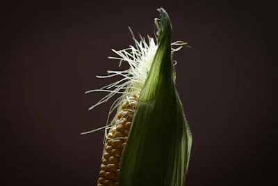 Adrianzurenov Corn 6143636 1920