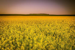 Arcaion Canola Field 4328085