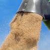 Couleur Wheat 1508654 1920