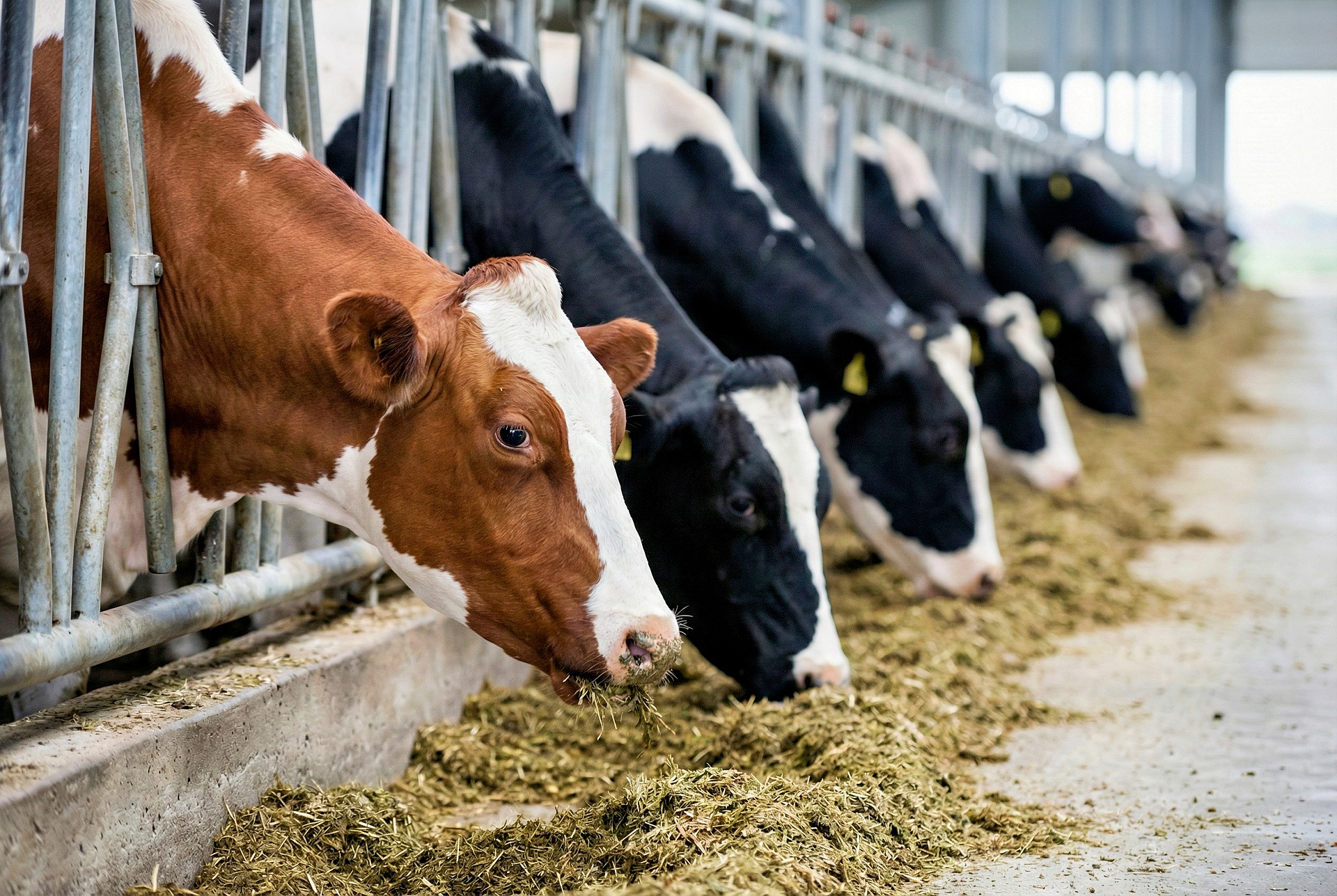 Erwinbosman Cow 10095748 1920