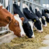 Erwinbosman Cow 10095748 1920