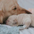 Golden Retriever mother resting with newborn puppy on soft bedding