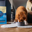 Brown and white puppy eating from striped bowl next to Blue Buffalo Life Protection Formula puppy food bag with woman sitting nearby