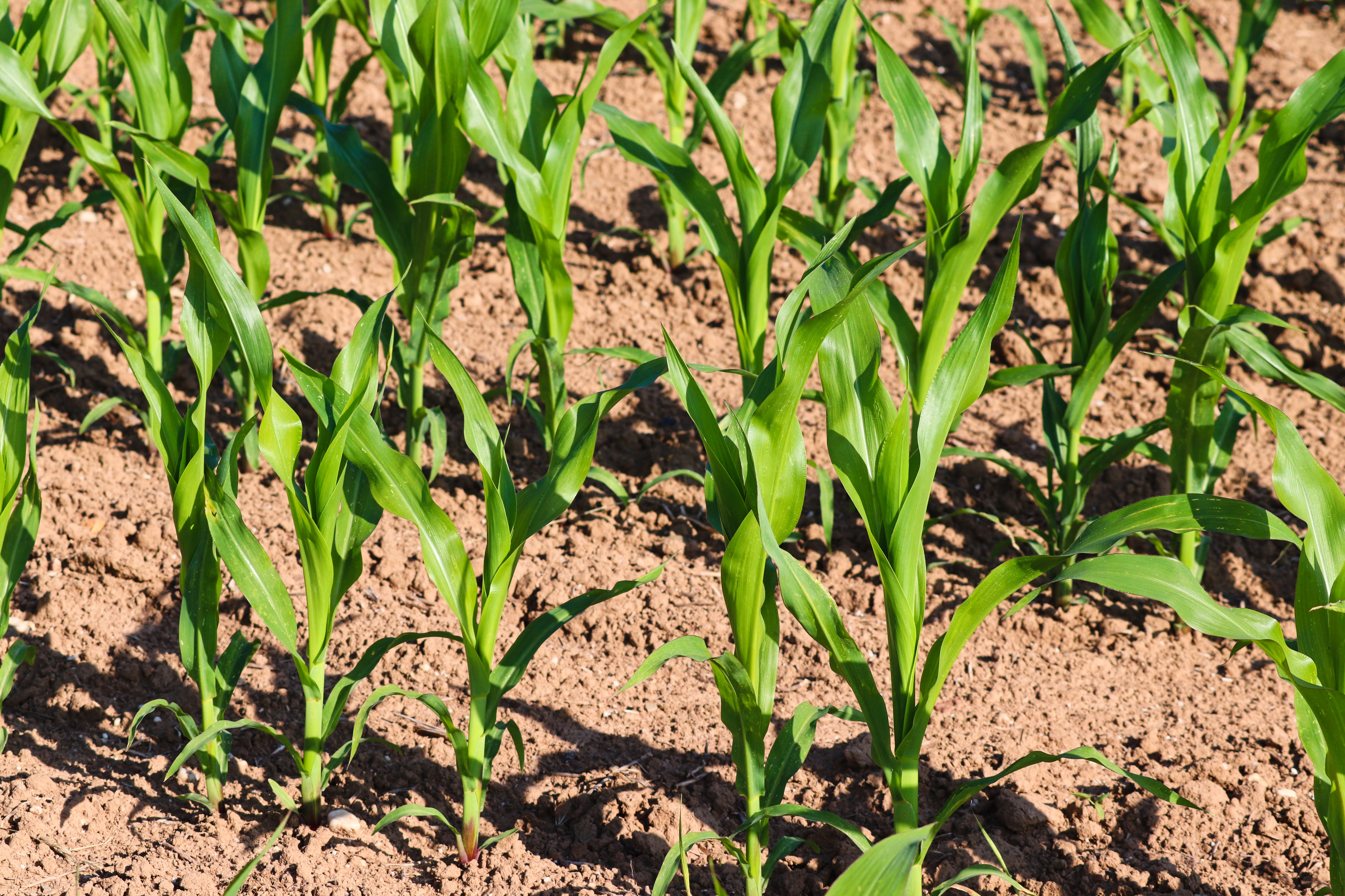 Manfredrichter Cornfield 7280291