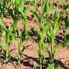 Manfredrichter Cornfield 7280291