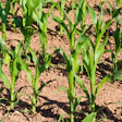 Manfredrichter Cornfield 7280291