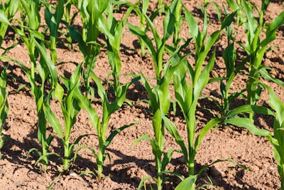 Manfredrichter Cornfield 7280291