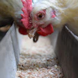White chicken with red comb and wattle pecking at grain feed in a trough