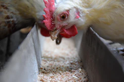 White chicken with red comb and wattle pecking at grain feed in a trough