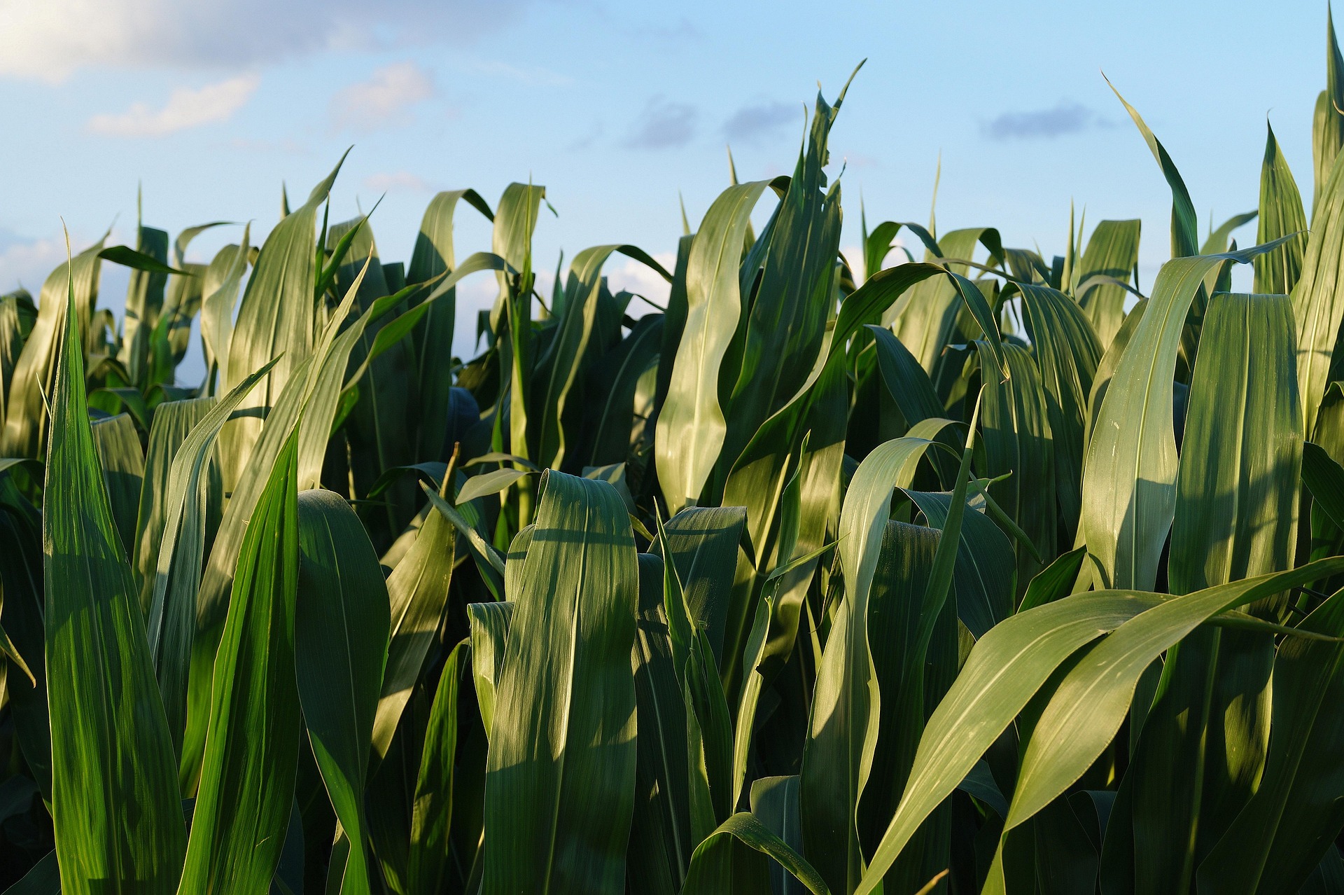 Mih83 Cornfield 855928 1920