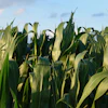 Mih83 Cornfield 855928 1920