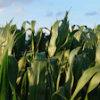 Mih83 Cornfield 855928 1920