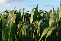 Mih83 Cornfield 855928 1920