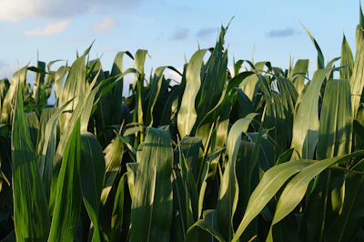 Mih83 Cornfield 855928 1920