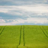 Lush green agricultural field with tractor tracks under a dramatic cloudy sky