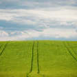 Lush green agricultural field with tractor tracks under a dramatic cloudy sky
