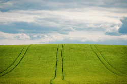 Lush green agricultural field with tractor tracks under a dramatic cloudy sky