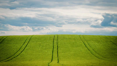 Lush green agricultural field with tractor tracks under a dramatic cloudy sky