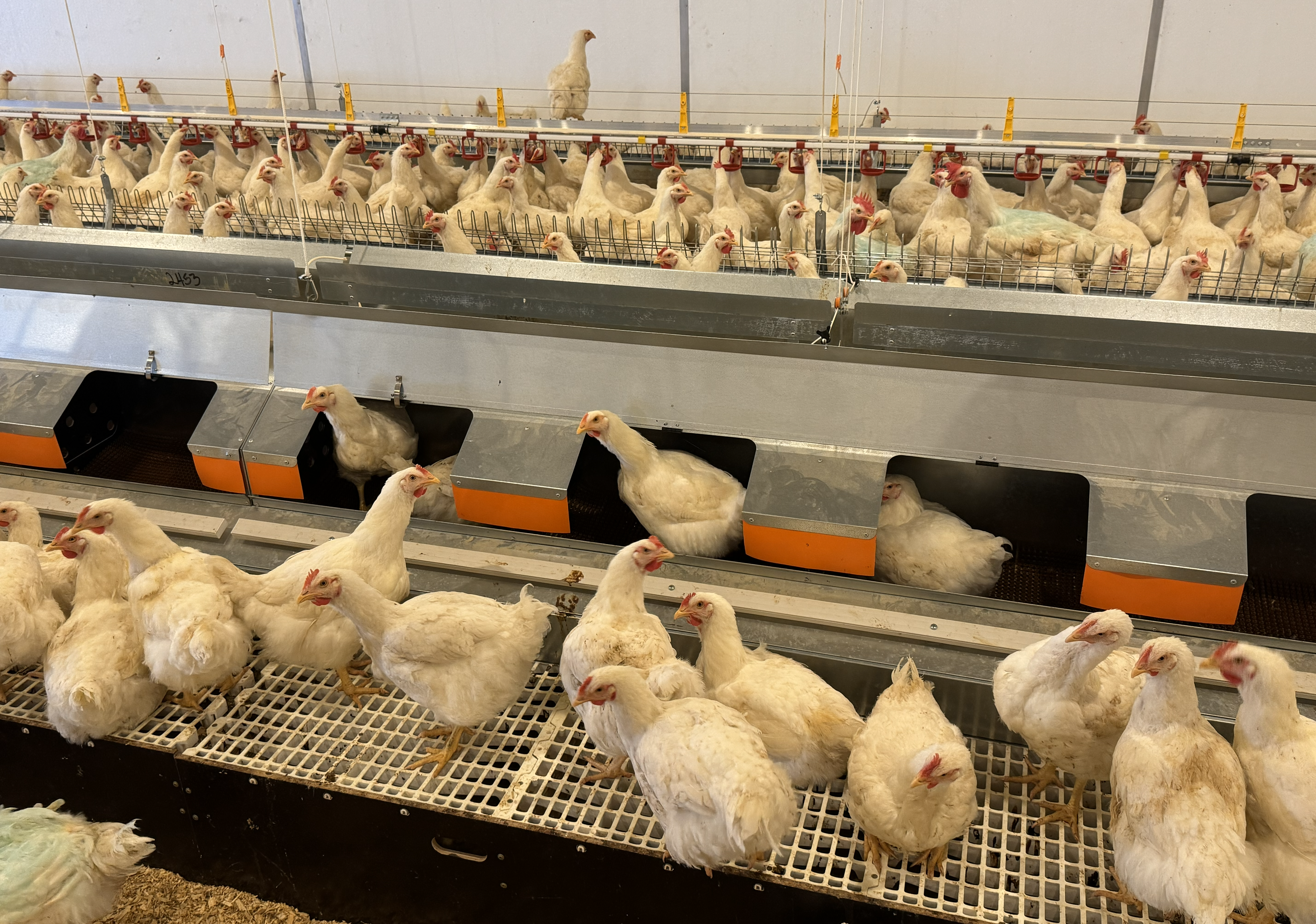 Commercial poultry farm with white chickens in multi-tiered cage systems with yellow feeders and black nest boxes.