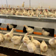Commercial poultry farm with white chickens in multi-tiered cage systems with yellow feeders and black nest boxes.