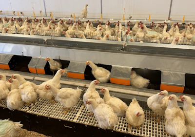 Commercial poultry farm with white chickens in multi-tiered cage systems with yellow feeders and black nest boxes.
