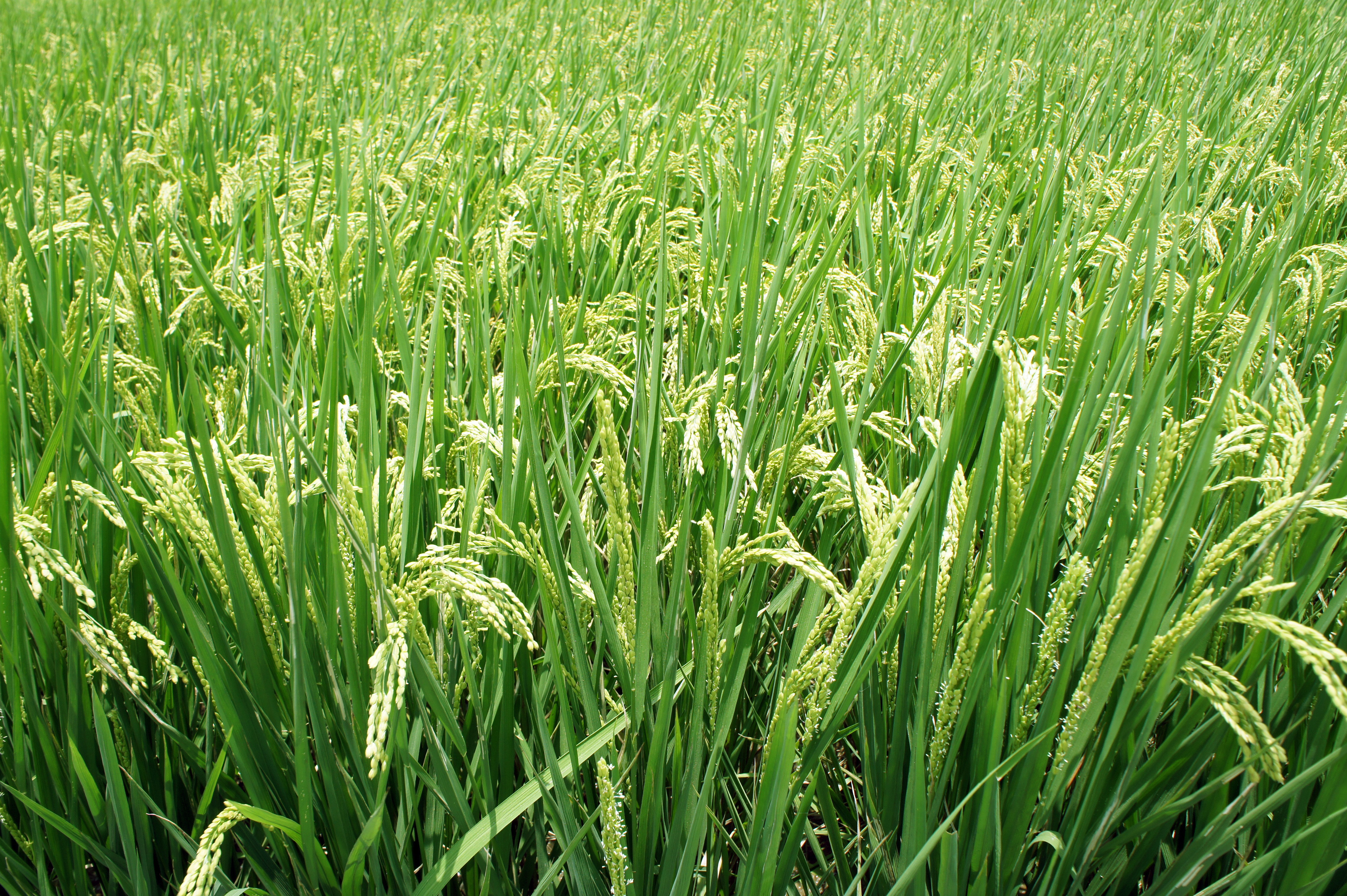 Ozzymosis Plant 671086
