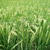 Ozzymosis Plant 671086