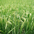Ozzymosis Plant 671086