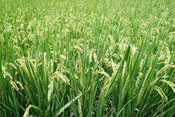 Ozzymosis Plant 671086