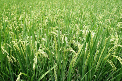 Ozzymosis Plant 671086