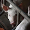 Phantienphat Pig 3750943 1920