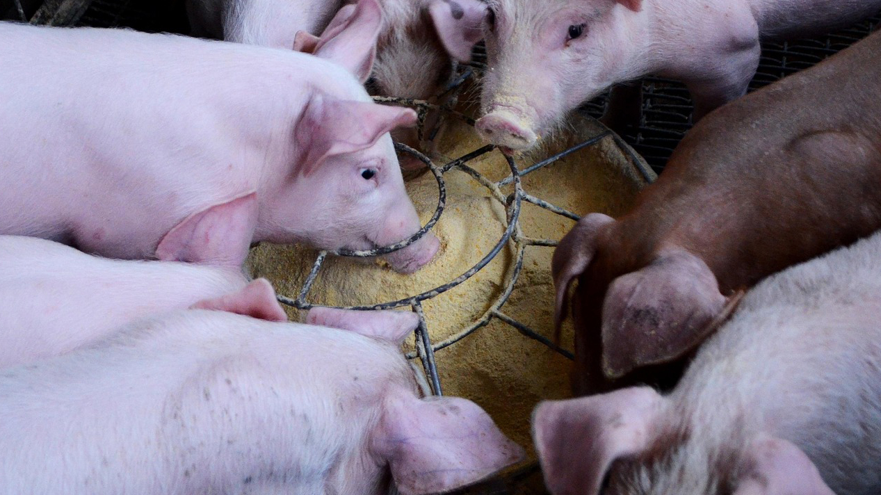 Pigs Eatting Feed Chx69 Pixabay
